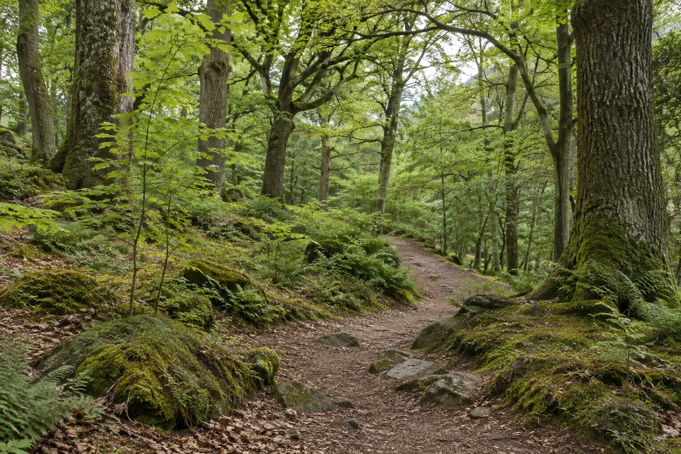 Young saplings and ferns beneath the canopy of a mixed woodland